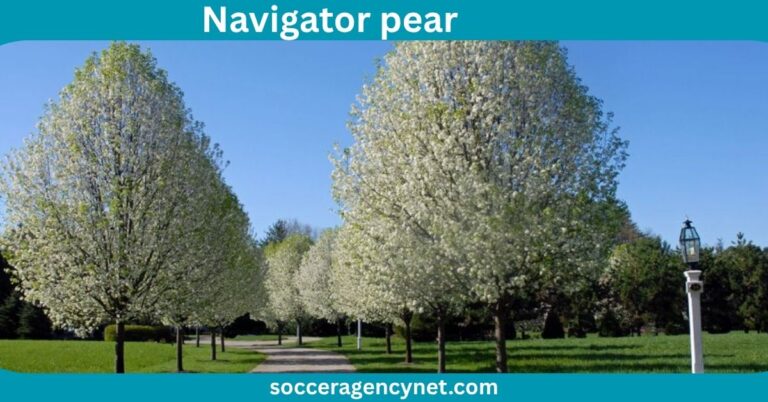 navigator pear